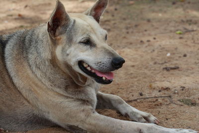 Close-up of a dog looking away