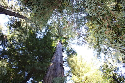 Low angle view of trees in forest against sky
