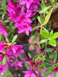 Close-up of pink flowers