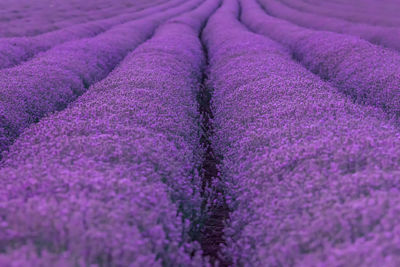 Full frame shot of lavender growing in field