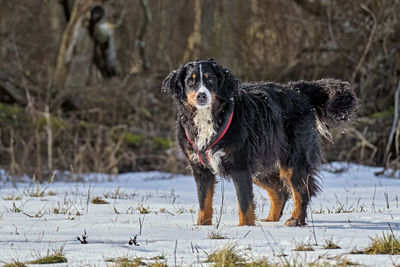 Close-up of dog on snow covered land