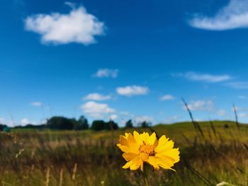 Yellow flowering plant on field against sky