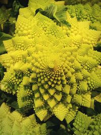 Full frame of flowers