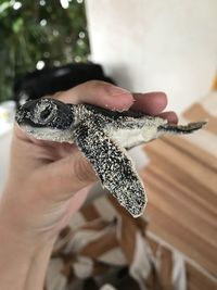 Close-up of hand holding a newborn turtle