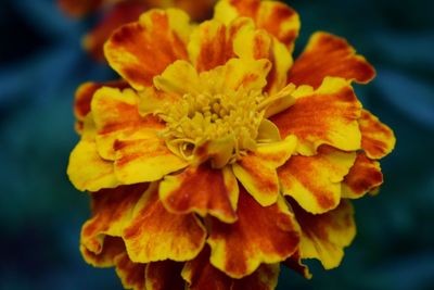 Close-up of yellow flower