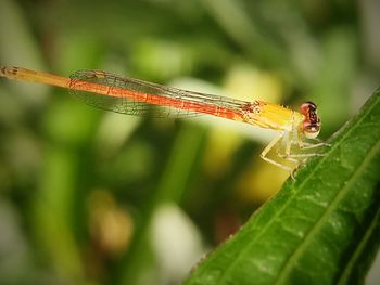 Close-up of dragonfly on leaf