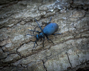 Close-up of insect on rock