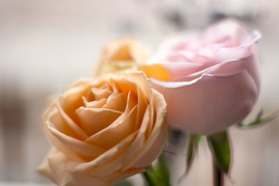 Close-up of rose bouquet