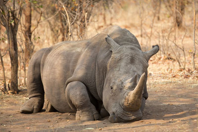 Side view of elephant