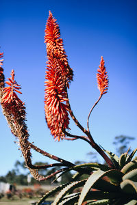 Low angle view of flowering plants against blue sky