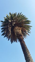 Low angle view of palm tree against clear blue sky