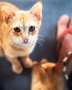 Close-up of a kitten against blurred background 