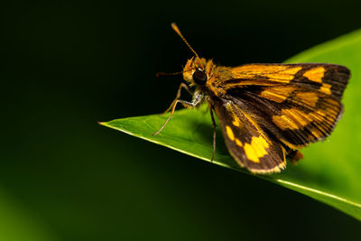 Close-up of butterfly on leaf