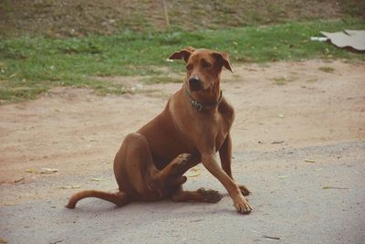 Portrait of dog sitting on field