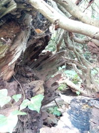 Close-up of tree trunk