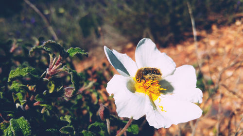 Close-up of butterfly pollinating on flower