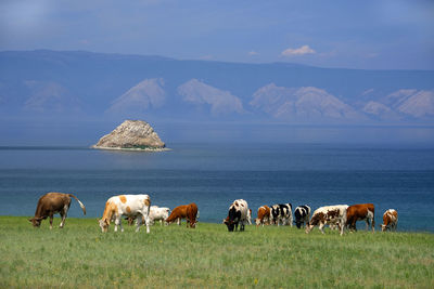 Cows grazing on field against sea