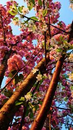 Low angle view of blooming tree