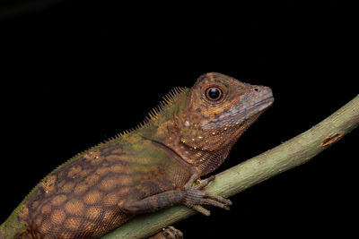 Close-up of lizard against black background