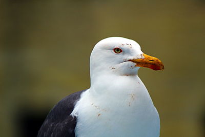 Close-up of eagle against blurred background