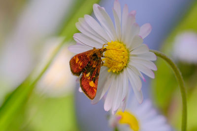 Close-up of insect on daisy 