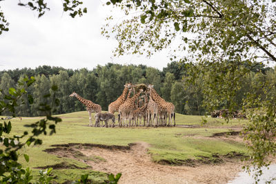 Zebras on landscape against trees