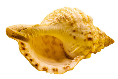 Close-up of shell against white background