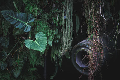 Close-up of plants