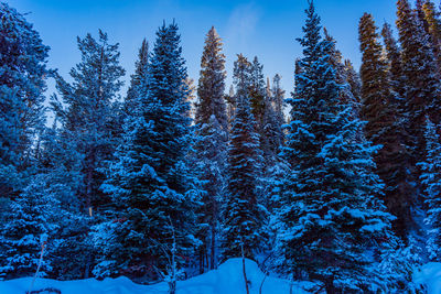 Sunlight peaking through a group of snow covered trees in grand teton national park. 