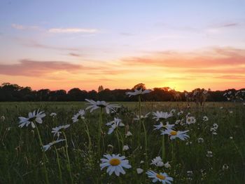 Scenic view of flowering plants on field against sky during sunset