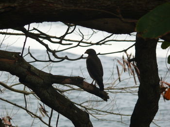 Close-up of bird perching on tree