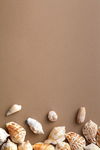 Close-up of seashells on brown background