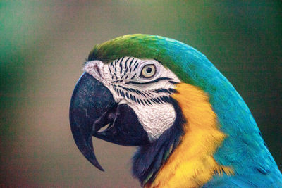 Close-up of peacock