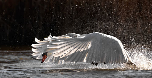 Close-up of swan swimming on lake