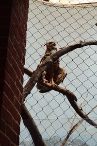 Low angle view of owl perching on chainlink fence