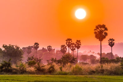 Scenic view of field against orange sky