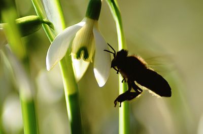 Close-up of bee on flower