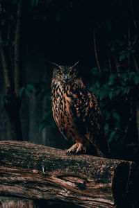 Close-up of bird perching on wood in forest