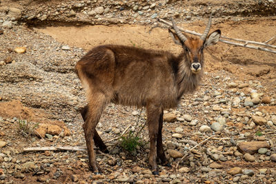 Young male common waterbuck stands regarding camera