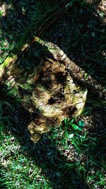 High angle view of mushroom growing on tree trunk