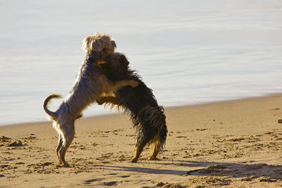 Dogs fighting at beach