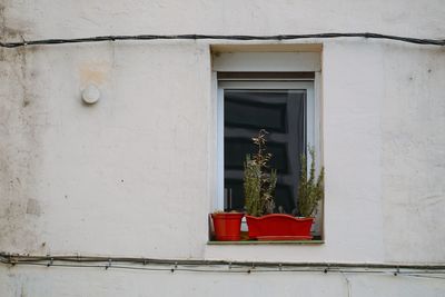 Potted plants on window of building