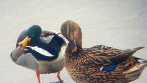 Ducks swimming in lake