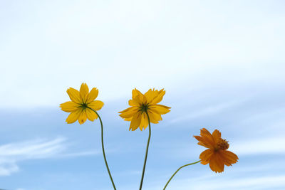 Low angle view of flowering plant against sky