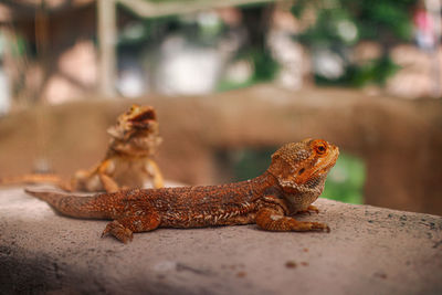 Close-up of a lizard