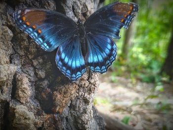 Close-up of butterfly on rock