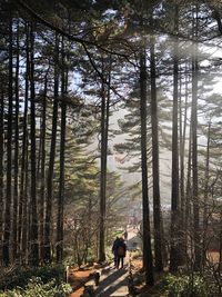 Rear view of man amidst trees in forest