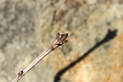 Close-up of a lizard on rock