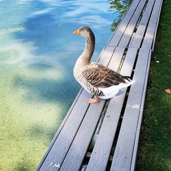 High angle view of bird perching on wood