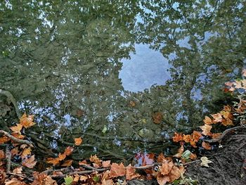 High angle view of leaves floating on lake